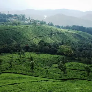 Explore 7-Days Private Kerala Tour with Sightseeing!! for 7 days with  Taj Voyages Tours  and discover unforgettable experiences - Photo 8