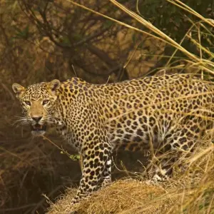 Explore 4 Days: Khajuraho With Tiger Safari (Wildlife Tour) for 4 days with  Taj Voyages Tours  and discover unforgettable experiences - Photo 9