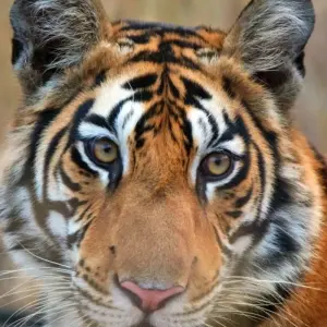 Explore 4 Days: Khajuraho With Tiger Safari (Wildlife Tour) for 4 days with  Taj Voyages Tours  and discover unforgettable experiences - Photo 10