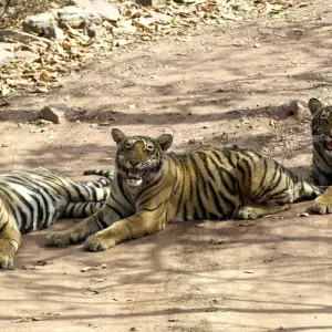 Explore Private Trip : 07 Days Golden Triangle Tour With Ranthambore Jungle Safar!!! for 7 days with  Taj Voyages Tours  and discover unforgettable experiences - Photo 5