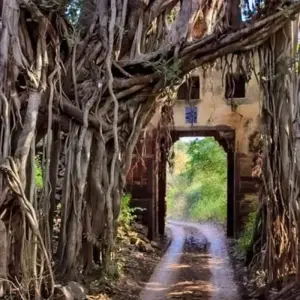 Explore Private Trip : 07 Days Golden Triangle Tour With Ranthambore Jungle Safar!!! for 7 days with  Taj Voyages Tours  and discover unforgettable experiences - Photo 6