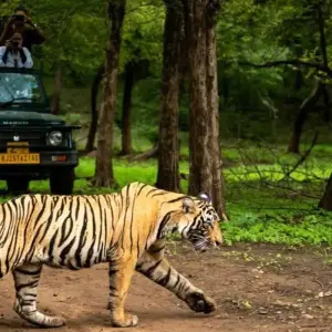 Explore Private Trip : 07 Days Golden Triangle Tour With Ranthambore Jungle Safar!!! for 7 days with  Taj Voyages Tours  and discover unforgettable experiences - Photo 7