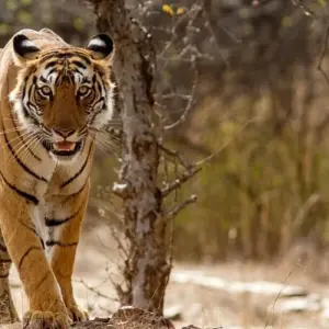 Explore Private Trip : 07 Days Golden Triangle Tour With Ranthambore Jungle Safar!!! for 7 days with  Taj Voyages Tours  and discover unforgettable experiences - Photo 11
