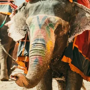 Explore Golden Triangle Tour with Ranthambore (Tiger Safari) and Haridwar Rishikesh !!! for 13 days with  Taj Voyages Tours  and discover unforgettable experiences - Photo 7