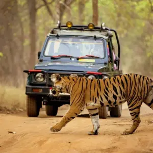 Explore Golden Triangle Tour with Ranthambore (Tiger Safari) and Haridwar Rishikesh !!! for 13 days with  Taj Voyages Tours  and discover unforgettable experiences - Photo 10