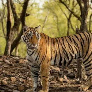 Explore Golden Triangle Tour with Ranthambore Tiger safari  & Varanasi!! for 7 days with  Taj Voyages Tours  and discover unforgettable experiences - Photo 9