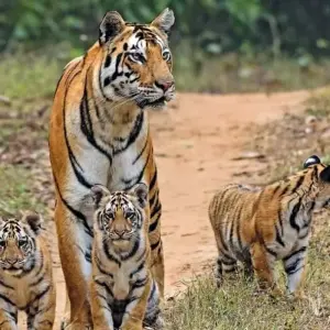 Explore Golden Triangle Tour with Ranthambore Tiger safari  & Varanasi!! for 7 days with  Taj Voyages Tours  and discover unforgettable experiences - Photo 10