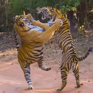 Explore Golden Triangle Tour with Ranthambore Tiger safari  & Varanasi!! for 7 days with  Taj Voyages Tours  and discover unforgettable experiences - Photo 11