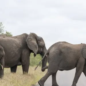 Explore Cape Town, Garden Route and Eastern Cape for 12 days with ATC Group and discover unforgettable experiences - Photo 5