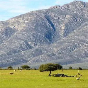 Explore Cape Town, Kruger and Garden Route for 12 days with ATC Group and discover unforgettable experiences - Photo 5
