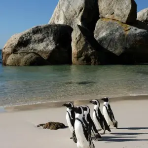 Explore Cape Town, Kruger and Garden Route, Self-Drive for 12 days with ATC Group and discover unforgettable experiences - Photo 8