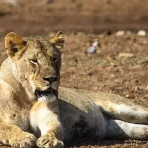 Explore Kruger Park Highlights for 4 days with ATC Group and discover unforgettable experiences - Photo 9