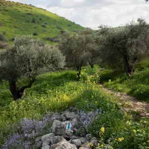 Explore Jesus Trail on Budget 5-Day Hike from Nazareth to the Sea of Galilee for 5 days with Abraham Tours and discover unforgettable experiences - Photo 5