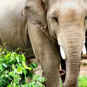 Explore Phnom Tamao Wildlife Center & Buddha Kiri Cambodia private Day Tour from Phnom Penh for 1 days with About Cambodia Travel & Tours and discover unforgettable experiences - Photo 6