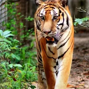 Explore Phnom Tamao Wildlife Center & Buddha Kiri Cambodia private Day Tour from Phnom Penh for 1 days with About Cambodia Travel & Tours and discover unforgettable experiences - Photo 8