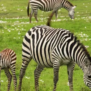Explore Namibia Nomad for 23 days with Absolute Africa and discover unforgettable experiences - Photo 3