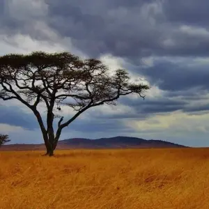 Explore Taste of Africa for 26 days with Absolute Africa and discover unforgettable experiences - Photo 2
