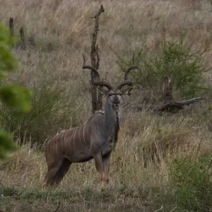 Explore The Southern Cross for 37 days with Absolute Africa and discover unforgettable experiences - Photo 2