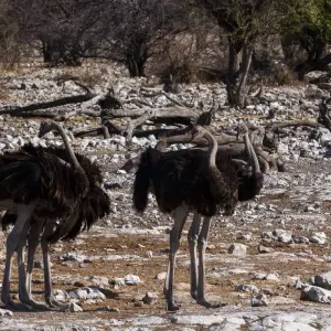 Explore The Southern Cross for 37 days with Absolute Africa and discover unforgettable experiences - Photo 3