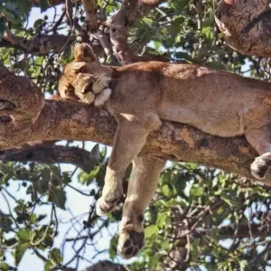 Explore Taste of Africa for 26 days with Absolute Africa and discover unforgettable experiences - Photo 6