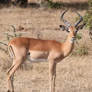 Explore Taste of Africa for 26 days with Absolute Africa and discover unforgettable experiences - Photo 7