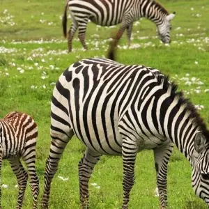 Explore Taste of Africa for 26 days with Absolute Africa and discover unforgettable experiences - Photo 8