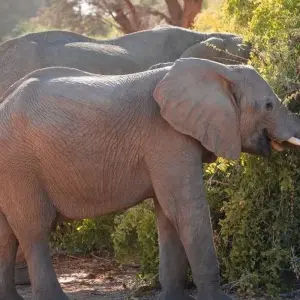 Explore The Absolute Safari for 77 days with Absolute Africa and discover unforgettable experiences - Photo 6