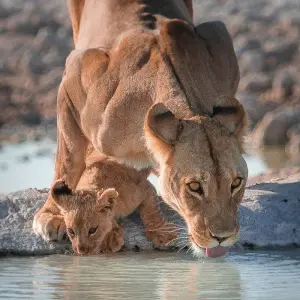 Explore Tusker Trails for 37 days with Absolute Africa and discover unforgettable experiences - Photo 2
