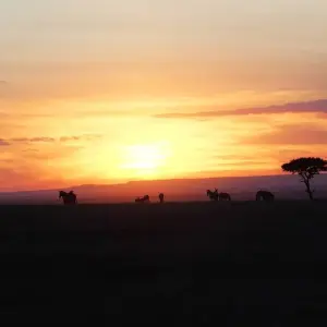 Explore The Absolute Safari for 77 days with Absolute Africa and discover unforgettable experiences - Photo 7