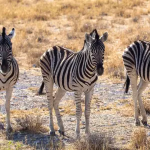 Explore The Southern Cross for 37 days with Absolute Africa and discover unforgettable experiences - Photo 8