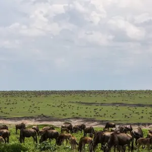 Explore Tusker Trails for 37 days with Absolute Africa and discover unforgettable experiences - Photo 3