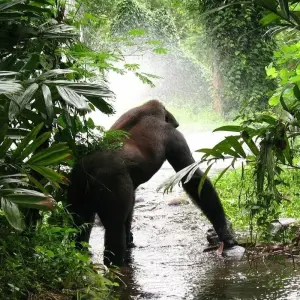 Explore A Week In Gorilla Lands for 8 days with Absolute Africa and discover unforgettable experiences - Photo 2