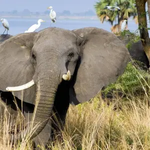 Explore Tusker Trails for 37 days with Absolute Africa and discover unforgettable experiences - Photo 6