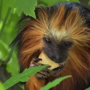 Explore The Gorilla Stop for 6 days with Absolute Africa and discover unforgettable experiences - Photo 2