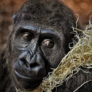 Explore A Week In Gorilla Lands for 8 days with Absolute Africa and discover unforgettable experiences - Photo 3