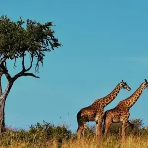 Explore African Drums for 60 days with Absolute Africa and discover unforgettable experiences - Photo 9