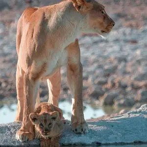 Explore Tusker Trails for 37 days with Absolute Africa and discover unforgettable experiences - Photo 7