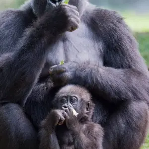 Explore A Week In Gorilla Lands for 8 days with Absolute Africa and discover unforgettable experiences - Photo 4