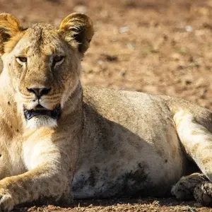 Explore A Week In Kenya for 9 days with Absolute Africa and discover unforgettable experiences - Photo 4