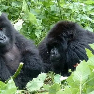 Explore Rainforests and Reefs for 18 days with Absolute Africa and discover unforgettable experiences - Photo 5