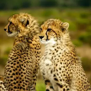 Explore African Drums for 60 days with Absolute Africa and discover unforgettable experiences - Photo 10