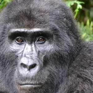 Explore The Gorilla Stop for 6 days with Absolute Africa and discover unforgettable experiences - Photo 4