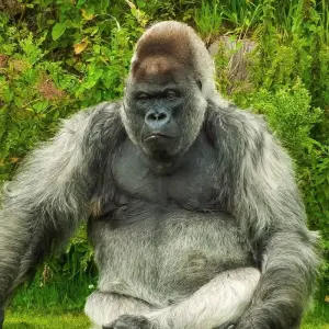 Explore A Week In Gorilla Lands for 8 days with Absolute Africa and discover unforgettable experiences - Photo 5