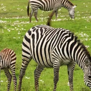 Explore Rainforests and Reefs for 18 days with Absolute Africa and discover unforgettable experiences - Photo 6