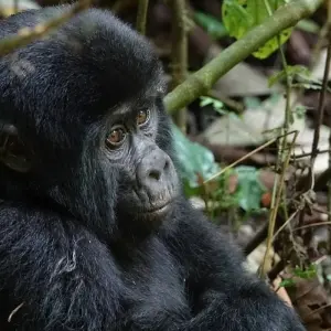 Explore The Gorilla Stop for 6 days with Absolute Africa and discover unforgettable experiences - Photo 5