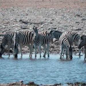 Explore Tusker Trails for 37 days with Absolute Africa and discover unforgettable experiences - Photo 9