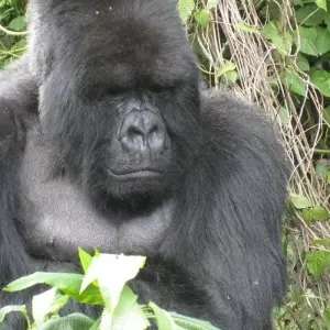 Explore Rainforests and Reefs for 18 days with Absolute Africa and discover unforgettable experiences - Photo 7