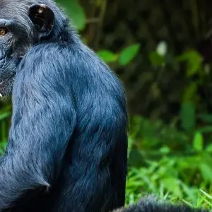 Explore The Gorilla Stop for 6 days with Absolute Africa and discover unforgettable experiences - Photo 6