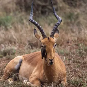 Explore Northern Trails for 73 days with Absolute Africa and discover unforgettable experiences - Photo 4
