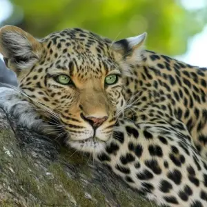Explore Botswana Safari for 6 days with Absolute Africa and discover unforgettable experiences - Photo 4